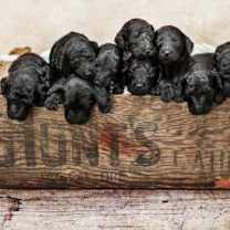 Thumbnail photo of *Foster Homes Needed* #3