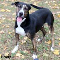 Thumbnail photo of Brady #2