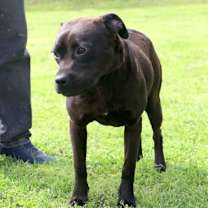 Thumbnail photo of Tallulah #2