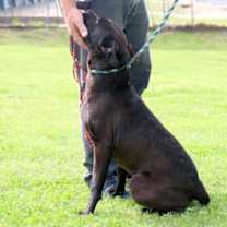 Thumbnail photo of Tallulah #3