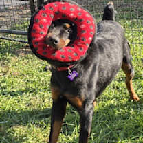 Thumbnail photo of Sadie Lou Who #2