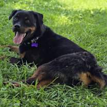 Thumbnail photo of Sadie Lou Who #3