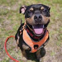 Thumbnail photo of Remi #2