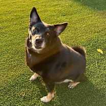 Thumbnail photo of Porky #3