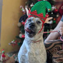 Thumbnail photo of Priscilla #2