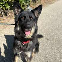 Thumbnail photo of Xena *Brandy* #2