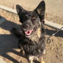 Thumbnail photo of Xena *Brandy* #3