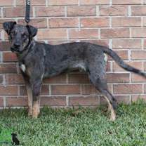 Thumbnail photo of Atticus #3