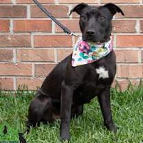 Thumbnail photo of Maia #3