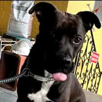Thumbnail photo of Annie IN FOSTER #3