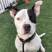 Thumbnail photo of Petey #2
