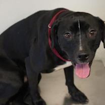 Thumbnail photo of Diesel #2