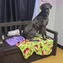 Thumbnail photo of Peyton #2