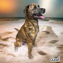Thumbnail photo of Axel #2