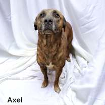 Thumbnail photo of Axel #3