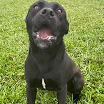Thumbnail photo of CASSIUS #2