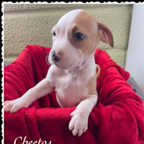Thumbnail photo of Cheetos #2