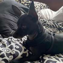 Thumbnail photo of Casper #2