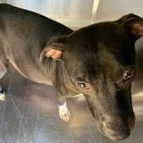 Thumbnail photo of Cayenne #3