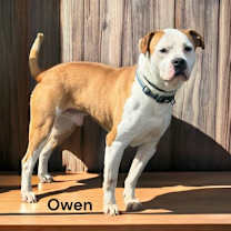 Thumbnail photo of Owen #3