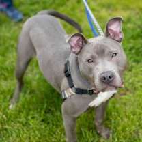 Thumbnail photo of Howie #2
