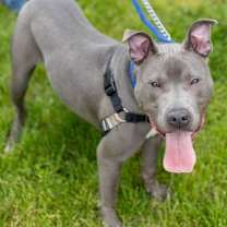 Thumbnail photo of Howie #3