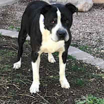 Thumbnail photo of Tori A4807300 #4