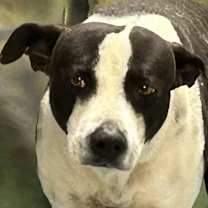 Thumbnail photo of Chooch aka Panda #3