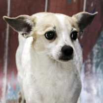Thumbnail photo of Chico #2