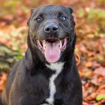 Thumbnail photo of WILLIE #4