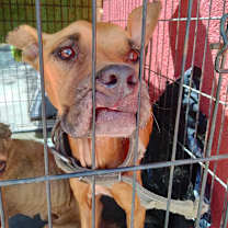 Thumbnail photo of Fianna #3