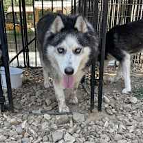 Thumbnail photo of Petunia #2
