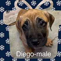 Thumbnail photo of Diego #2