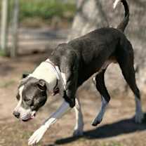 Thumbnail photo of Stevie #3
