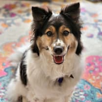 Thumbnail photo of Allie #2