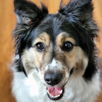 Thumbnail photo of Allie #3
