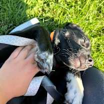 Thumbnail photo of Draco #4