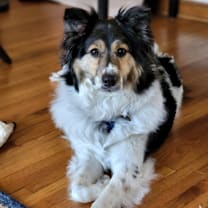 Thumbnail photo of Allie #4