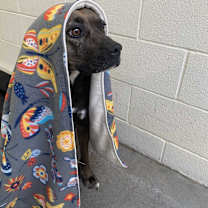 Thumbnail photo of Echo #2