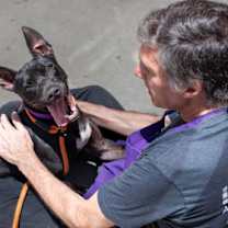 Thumbnail photo of Somchai- IN FOSTER #2