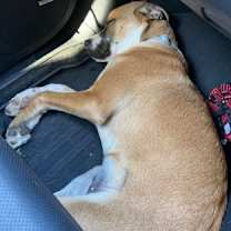 Thumbnail photo of Sam #3