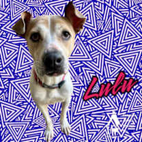 Thumbnail photo of LULU #2