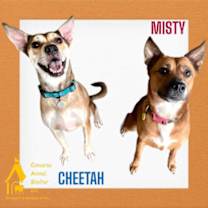 Thumbnail photo of CHEETAH #3