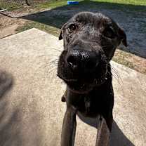 Thumbnail photo of Siona #4