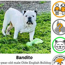 Thumbnail photo of Bandito - pending #1
