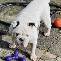 Thumbnail photo of Bandito - pending #3