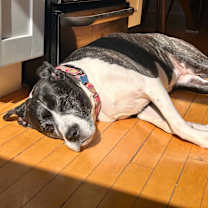 Thumbnail photo of Daisy #2