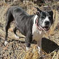 Thumbnail photo of Daisy #4
