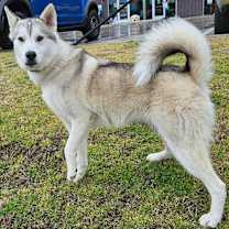 Thumbnail photo of Maya #1