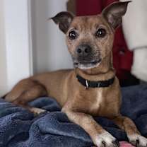 Thumbnail photo of Emmett #1